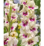 Gladioli Amber Mystique - Sword Lily - Buy Summer bulbs? Garden-Select.com