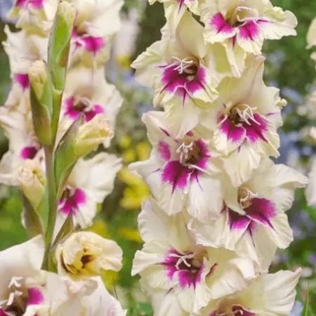 Gladioli Amber Mystique - Sword Lily - Buy Summer bulbs? Garden-Select.com