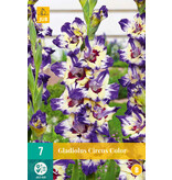 Gladioli Circus Color - Large-flowered - Buy Gladioli Online? Garden-Select.com