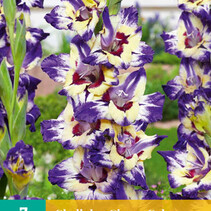 Gladioli Circus Color - 7 Bulbs