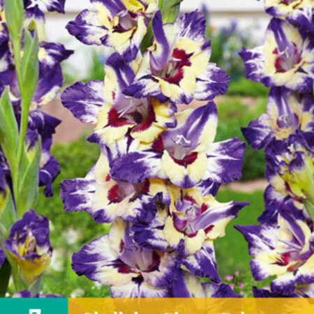 Gladioli Circus Color - Large-flowered - Buy Gladioli Online? Garden-Select.com