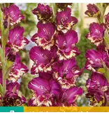 Gladioli Colour Club - Large-flowered - Buy bulbs and tubers? Garden Select