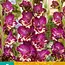 Gladioli Colour Club - Large-flowered - Buy bulbs and tubers? Garden Select