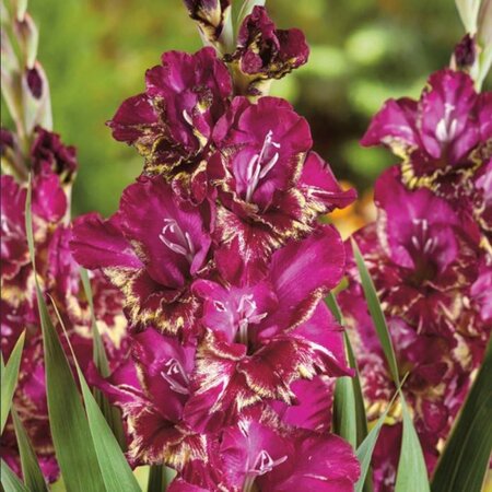 Gladioli Colour Club - Large-flowered - Buy bulbs and tubers? Garden Select