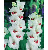 Gladioli Fiorentina - New Gladioli - Buy Flower Bulbs? Garden-Select.com