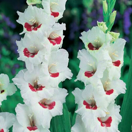 Gladioli Fiorentina - New Gladioli - Buy Flower Bulbs? Garden-Select.com