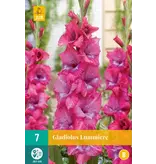 Gladiolen Lummiere - Nieuwe Gladiolen Kopen? Garden-Select.com