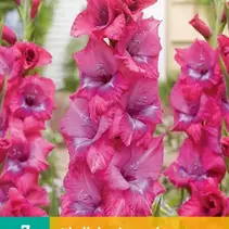 Gladioli Lummiere - New - 7 Bulbs