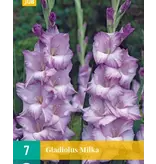Gladioli Milka - Buy large-flowered Gladioli? Garden-Select.com