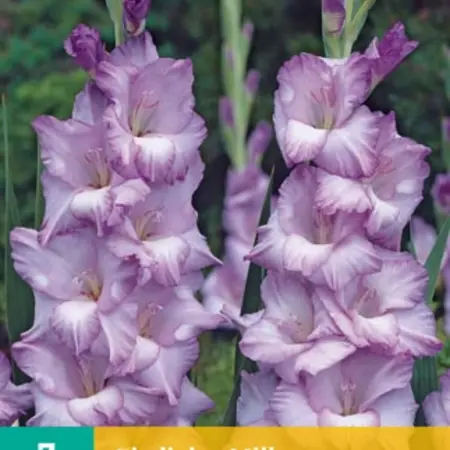 Gladioli Milka - Buy large-flowered Gladioli? Garden-Select.com