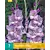 Gladiolen Milka - 7 Blumenzwiebeln