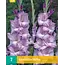 Gladiolen Milka - Grootbloemige Gladiolen Kopen? Garden-Select.com