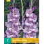 Gladioli Milka - Buy large-flowered Gladioli? Garden-Select.com