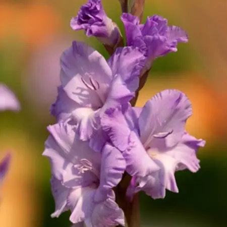 Gladioli Milka - Buy large-flowered Gladioli? Garden-Select.com