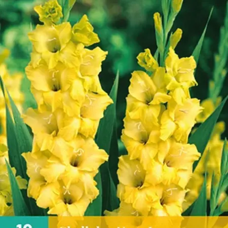 Gladioli Nova Lux - Buy Flower Bulbs? Garden-Select.com