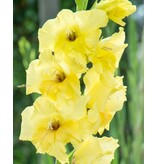 Gladioli Nova Lux - Buy Flower Bulbs? Garden-Select.com