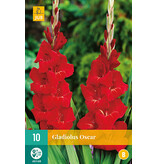 Gladioli Oscar - Large-flowered - Buy Flower Bulbs Online? Garden-Select.com