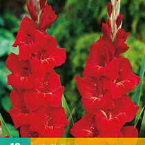 Gladiolen Oscar - 10 Blumenzwiebeln