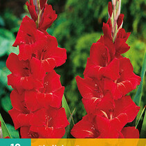 Gladioli Oscar - 10 Bulbs