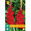 Gladioli Oscar - Large-flowered - Buy Flower Bulbs Online? Garden-Select.com