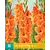 Gladiolen Peter Pears - 10 Bollen