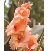 Gladioli Peter Pears - Salmon - Buy Flower Bulbs Cheap? - Garden-Select.com