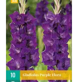 Gladioli Purple Flora - Buy quality Flower Bulbs? Garden-Select.com