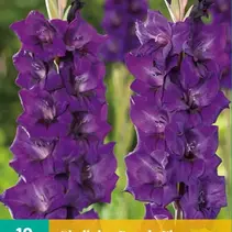 Gladioli Purple Flora - 10 Bulbs