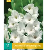 Gladioli White Prosperity - Buy Colourful Gladioli? Garden-Select.com