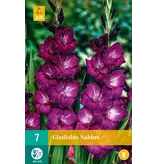 Gladiolen Nablus - Nieuw - Zomerbollen Online Bestellen - Garden-Select.com