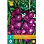 Gladiolen Nablus - Nieuw - Zomerbollen Online Bestellen - Garden-Select.com
