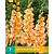 Gladiolen Orangerie - Neu - 7 Blumenzwiebeln