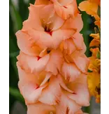 Gladioli Orangery - Buy New Bulbs? Garden-Select.com