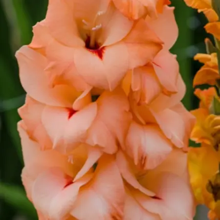 Gladioli Orangery - Buy New Bulbs? Garden-Select.com