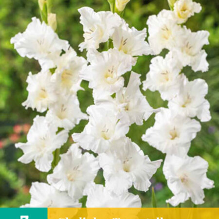 Gladioli Tarantella - Buy unique Gladioli bulbs? Garden-Select.com