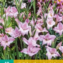 Gladiolen Nanus Charming Lady - Neu - 10 Blumenzwiebeln