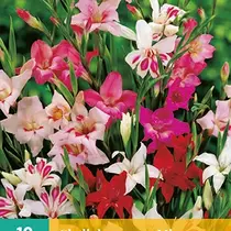 Gladiolen Nanus Mix - 10 Blumenzwiebeln