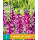 Gladiolen Glamini Kim - Dwergladiolen - Zomerbloeiers Kopen? Garden-Select.com