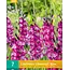 Gladioli Glamini Kim - Dwarf Gladioli - Buy Summer Flowers? Garden-Select.com