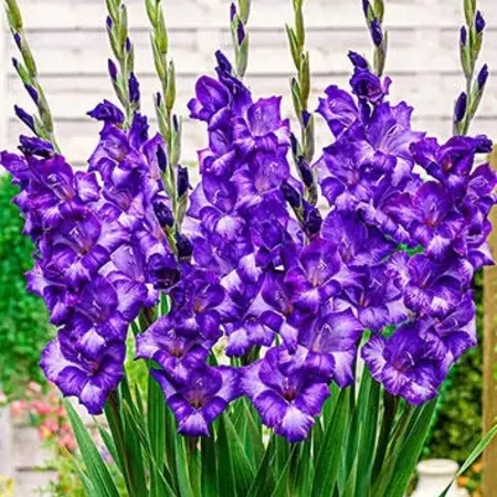 Gladioli Glamini Kim - Dwarf Gladioli - Buy Summer Flowers? Garden-Select.com