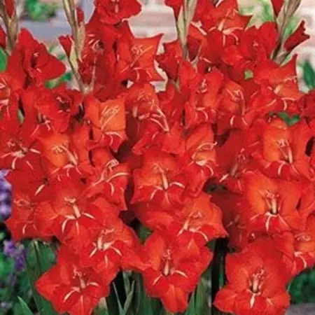 Gladioli Glamini Patty - Dwarf Gladioli For Pots - Buy Summer Flowers?