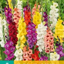 Gladioli Glamini Mix - 7 Bulbs