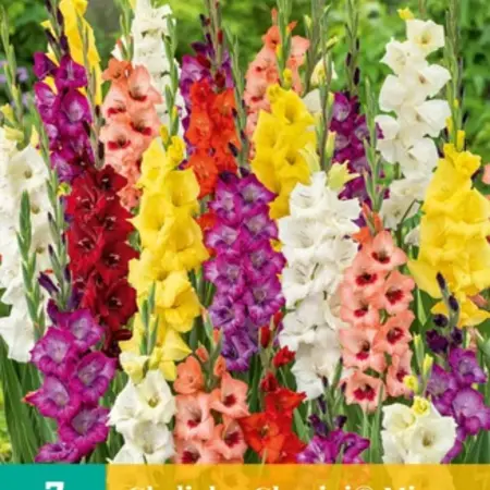 Gladioli Glamini Mix - Mixed Dwarf Gladioli - Buy Summer Bulbs?