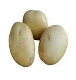 Seed potato Vitabella - Buy organic firm potatoes? Garden-Select.com