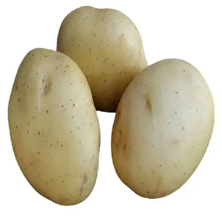 Seed potato Vitabella - Buy organic firm potatoes? Garden-Select.com