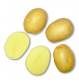 Seed Potato Bernice - Mid-early Variety - High Yield - Buy Potatoes?