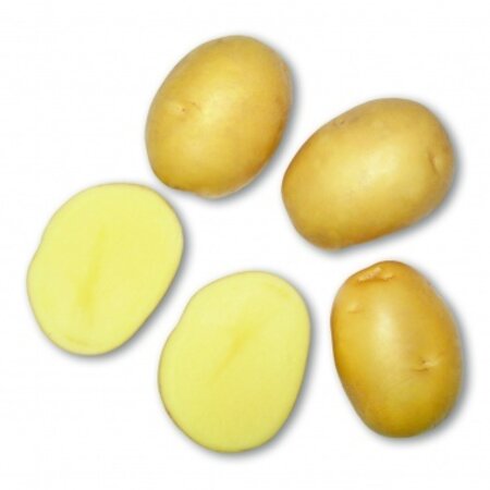 Seed Potato Bernice - Mid-early Variety - High Yield - Buy Potatoes?