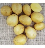 Seed potato Lucera - Buying early potatoes? Garden-Select.com