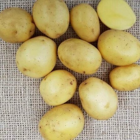 Seed potato Lucera - Buying early potatoes? Garden-Select.com