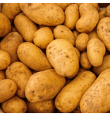 Seed Potato Vincenta - Mid-early - Solid Cooking Potatoes Buy?